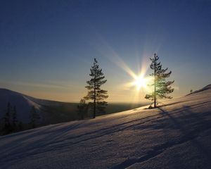 Превью обои солнце, сосны, склон, утро