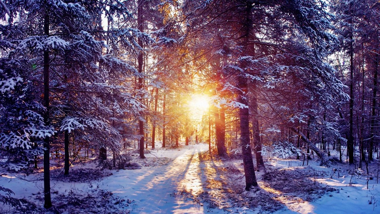 Обои солнце, свет, деревья, лес, чаща, снег