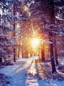 Превью обои солнце, свет, деревья, лес, чаща, снег