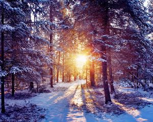 Превью обои солнце, свет, деревья, лес, чаща, снег