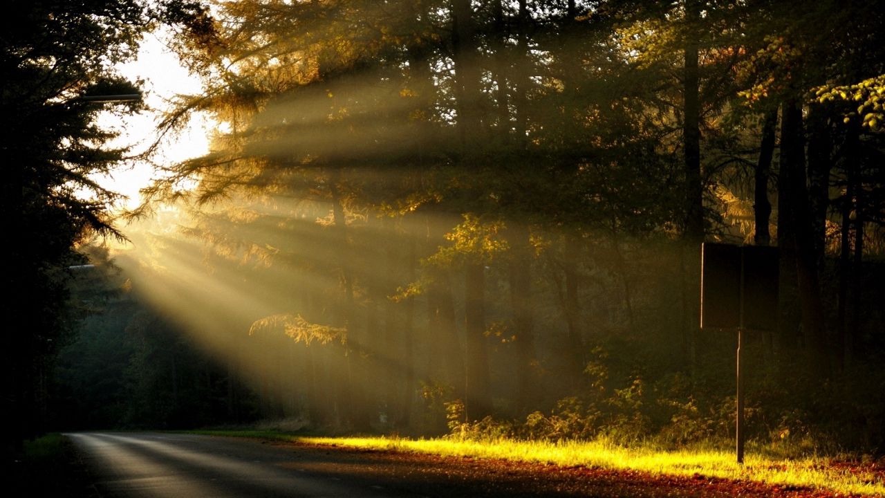 Обои солнце, свет, деревья, лес, дорога, знак, табличка