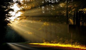 Превью обои солнце, свет, деревья, лес, дорога, знак, табличка
