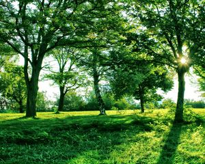 Превью обои солнце, свет, деревья, ветви, тени, лето, зеленый, трава, аллея
