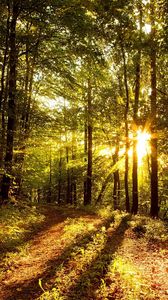 Превью обои солнце, свет, лучи, деревья, лес, тени, утро