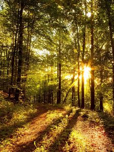 Превью обои солнце, свет, лучи, деревья, лес, тени, утро