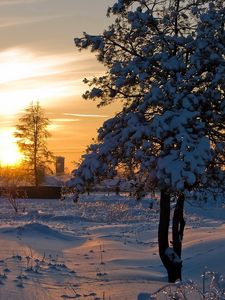 Превью обои солнце, свет, закат, зима, дерево, снег, наст, блеск