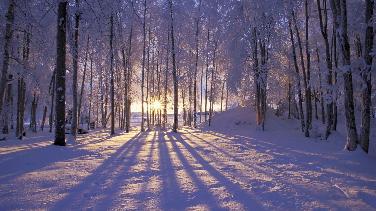 Обои солнце, утро, лес, деревья, тени