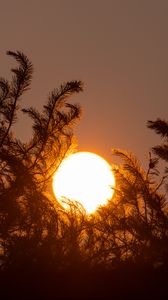 Превью обои солнце, закат, деревья, темный