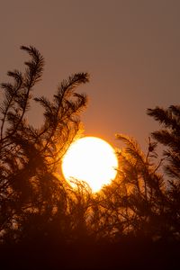 Превью обои солнце, закат, деревья, темный