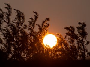 Превью обои солнце, закат, деревья, темный