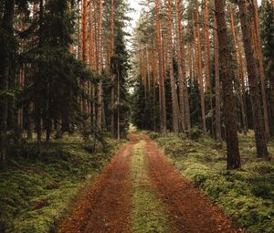 Превью обои сосна, дорога, лес, деревья
