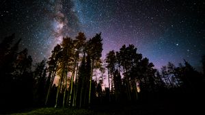 Превью обои сосна, лес, звездное небо, звезды, ночь