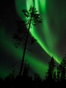 Превью обои сосна, северное сияние, звездное небо