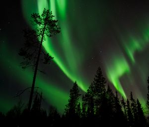 Превью обои сосна, северное сияние, звездное небо