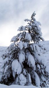 Превью обои сосна, снег, тяжесть