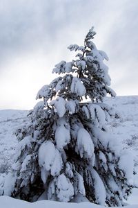 Превью обои сосна, снег, тяжесть