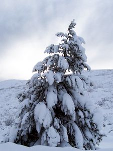 Превью обои сосна, снег, тяжесть