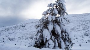 Превью обои сосна, снег, тяжесть