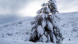 Превью обои сосна, снег, тяжесть