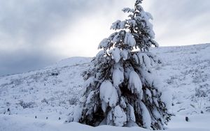 Превью обои сосна, снег, тяжесть