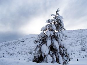 Превью обои сосна, снег, тяжесть