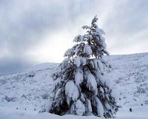 Превью обои сосна, снег, тяжесть