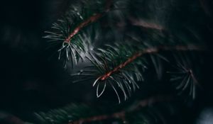 Превью обои сосна, ветка, хвоя, макро, растение, зеленый