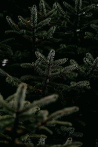 Превью обои сосна, ветки, дерево, хвоя, зеленый