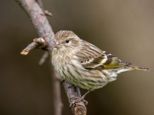 Превью обои сосновый чиж, чиж, птица, ветка, размытие