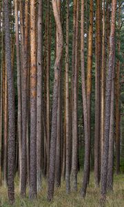 Превью обои сосны, деревья, лес, природа