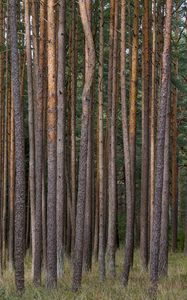 Превью обои сосны, деревья, лес, природа