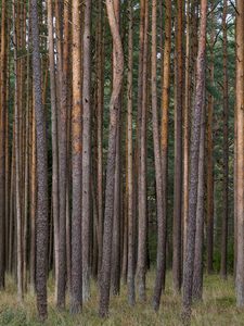Превью обои сосны, деревья, лес, природа