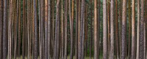 Превью обои сосны, деревья, лес, природа