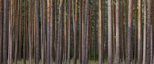 Превью обои сосны, деревья, лес, природа