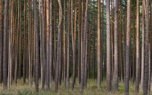 Превью обои сосны, деревья, лес, природа