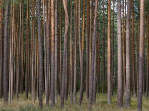 Превью обои сосны, деревья, лес, природа