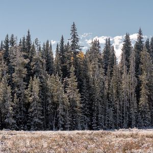 Превью обои сосны, деревья, опушка, природа, пейзаж