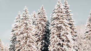 Превью обои сосны, деревья, снег, зима