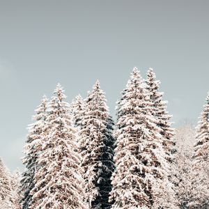 Превью обои сосны, деревья, снег, зима