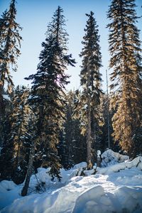 Превью обои сосны, деревья, снег, лес, зима