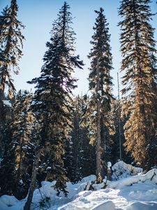 Превью обои сосны, деревья, снег, лес, зима