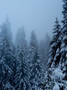 Превью обои сосны, деревья, снег, метель, зима