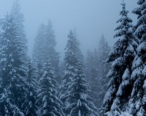 Превью обои сосны, деревья, снег, метель, зима