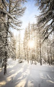 Превью обои сосны, деревья, снег, солнечный свет, зима, природа