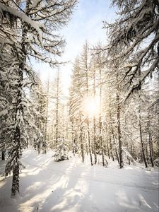 Превью обои сосны, деревья, снег, солнечный свет, зима, природа