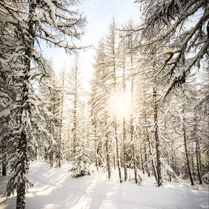 Превью обои сосны, деревья, снег, солнечный свет, зима, природа