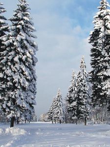 Превью обои сосны, деревья, зима