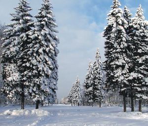 Превью обои сосны, деревья, зима