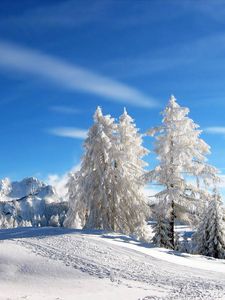 Превью обои сосны, деревья, зима, горнолыжный курорт