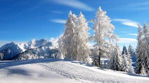 Превью обои сосны, деревья, зима, горнолыжный курорт